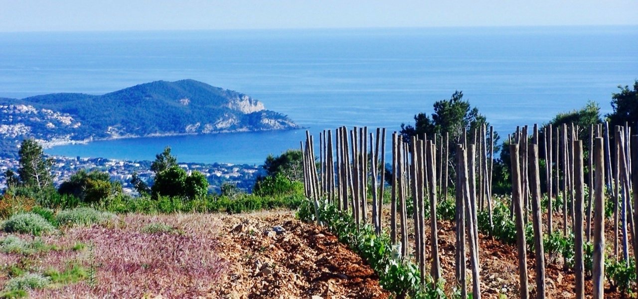 Bandol wine tour